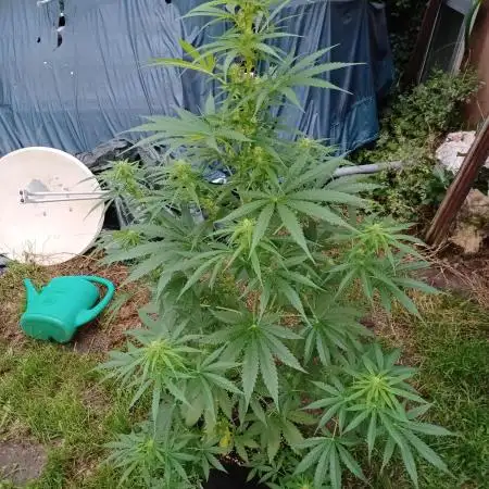 Afghan Kush Auto Outdoor Flower