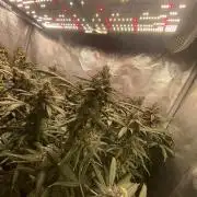 Grape Gas S1