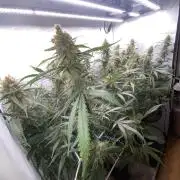 Gorilla coockies Pheno winner run