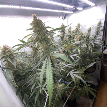 Gorilla coockies Pheno winner run