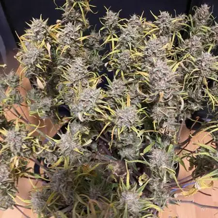 1.0 Pound Cake Auto Fast Buds LST