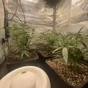 Khalifa Mints S1 Cut