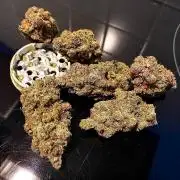 Gorilla coockies Pheno winner run