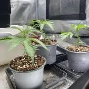 Khalifa Mints S1 Cut