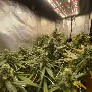 Grape Gas S1 2.0