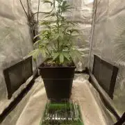 Khalifa Mints S1 Cut