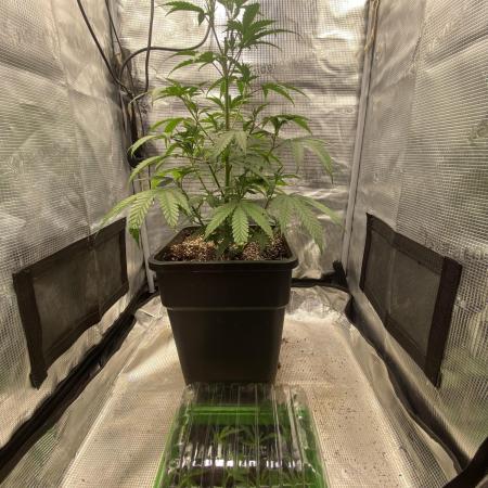 Khalifa Mints S1 Cut