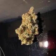 Gorilla coockies Pheno winner run
