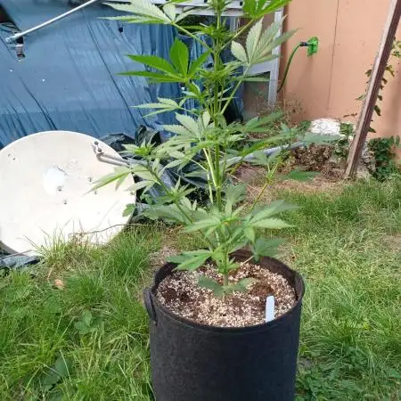 Biscotti#33 Outdoor
