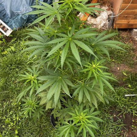 Afghan Kush Auto Outdoor Flower