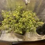 1.0 Pound Cake Auto Fast Buds LST