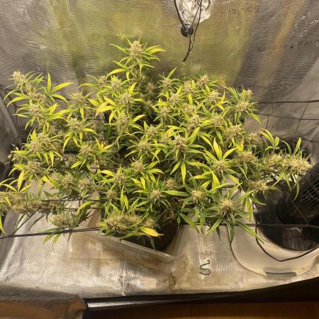 1.0 Pound Cake Auto Fast Buds LST