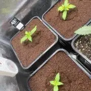 🦍🍪Gorilla Cookies FF Fast buds 420