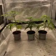 🦍🍪GorillaCookiesFF# Backup cut