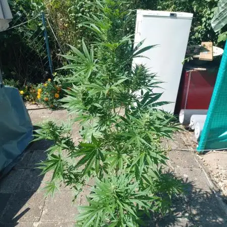 Afghan Kush Auto Outdoor Flower