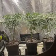 Grape Gas S1 2.0