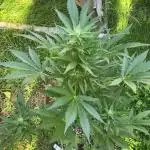 Biscotti#33 Outdoor