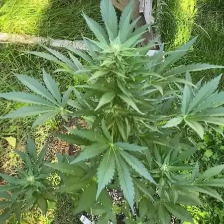 Biscotti#33 Outdoor