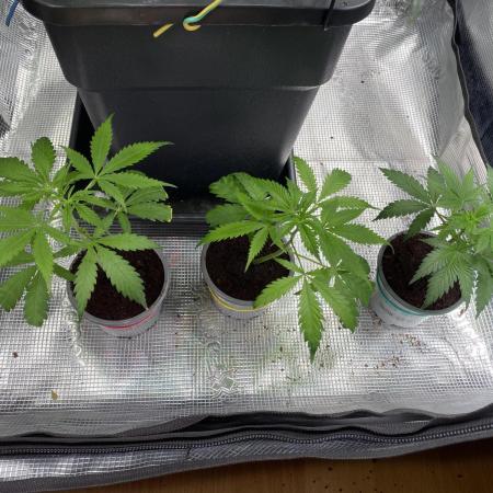 🦍🍪GorillaCookiesFF# Backup cut