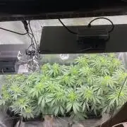 🦍🍪Gorilla Cookies FF# Phenohunt