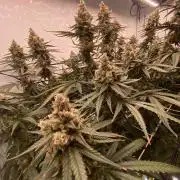 Khalifa Mints S1 Cut