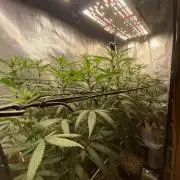 Grape Gas S1 2.0