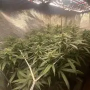 Grape Gas S1 2.0