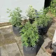 Outdoor Gorilla coockies FF
