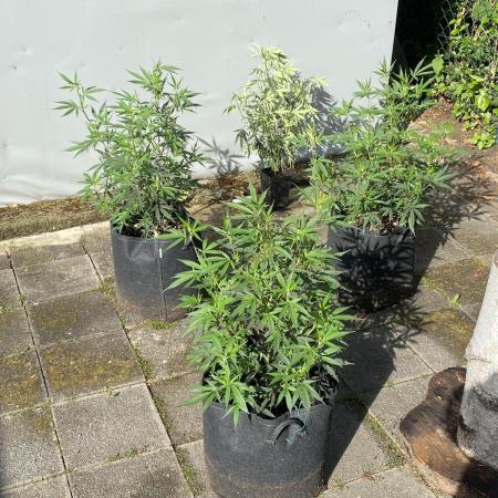 Outdoor Gorilla coockies FF