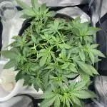 Lemon Cherry Cookies Auto FB
