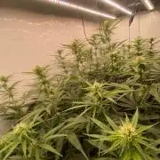 Khalifa Mints S1 Cut