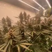 Khalifa Mints S1 Cut