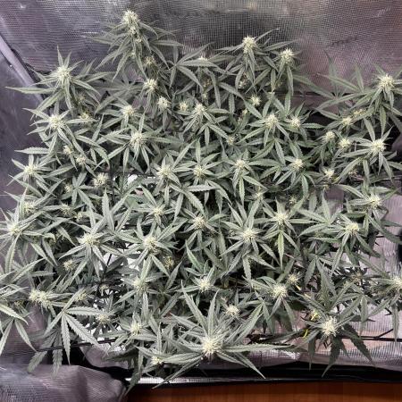 2.0 Sticky orange xxl Auto Sensi Seeds