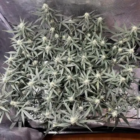 2.0 Sticky orange xxl Auto Sensi Seeds
