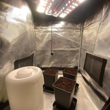2.0 GorillaCoockies PhenoHunt