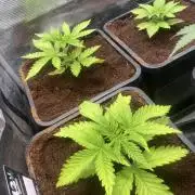 🦍🍪Gorilla Cookies FF Fast buds 420