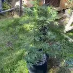 Stick Mango Auto Outdoor