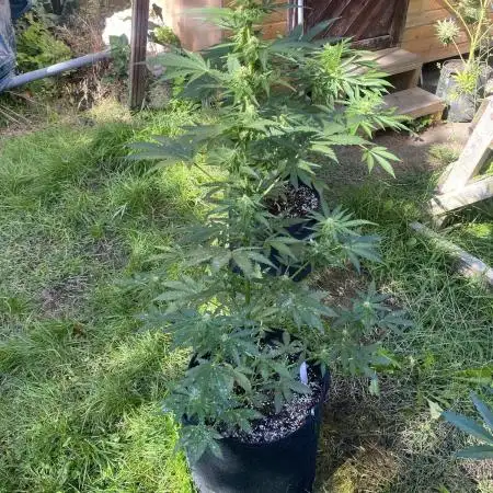 Stick Mango Auto Outdoor