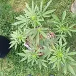 ZERBERT Auto Outdoor