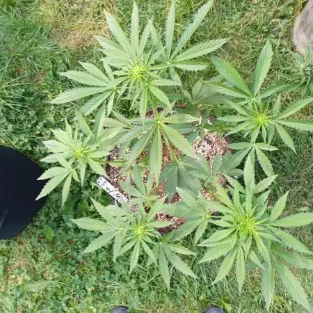 ZERBERT Auto Outdoor