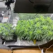 🦍🍪Gorilla Cookies FF# Phenohunt