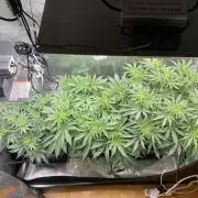 🦍🍪Gorilla Cookies FF# Phenohunt