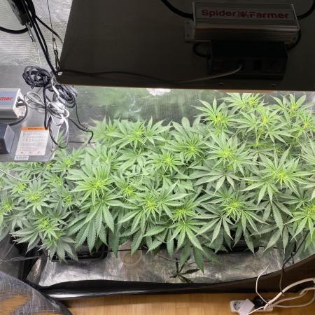 🦍🍪Gorilla Cookies FF# Phenohunt