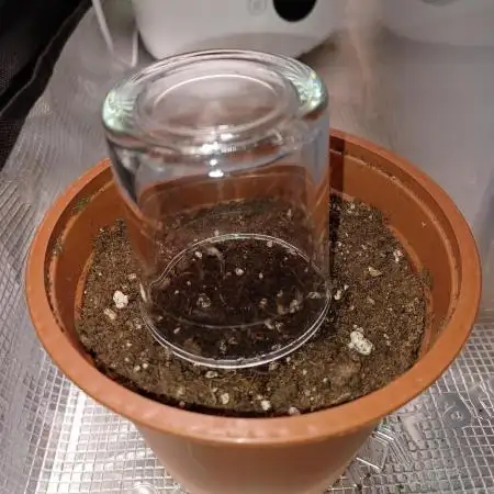 Lemon Cherry Cookies Auto FB