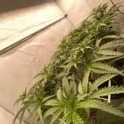 Khalifa Mints S1 Cut