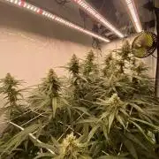 Khalifa Mints S1 Cut