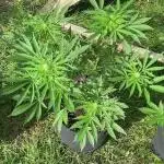 ZERBERT Auto Outdoor