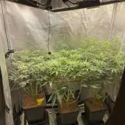 🦍🍪Gorilla Cookies FF# Phenohunt