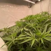 Khalifa Mints S1 Cut