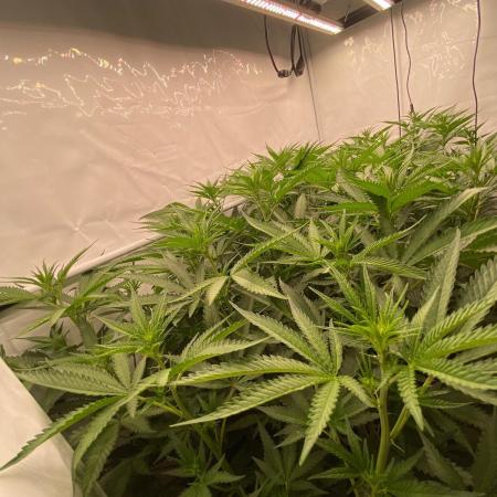Khalifa Mints S1 Cut